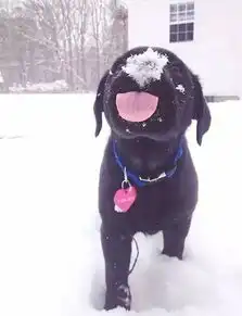 当狗狗见到雪,画面竟然是这样的太好笑了
