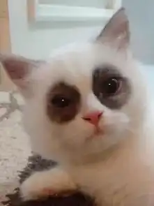 最近经常熬夜,已经熬成这猫样了
