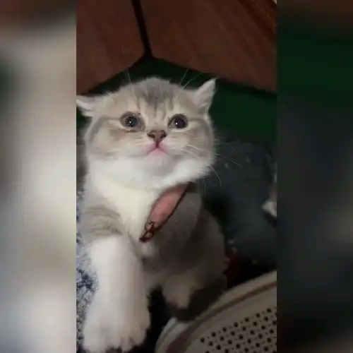 这猫咪主人说是自家英短金渐层跟蓝白发情时意外配出来的,不知道是否可信呀,还是是个串串五百领养值吗