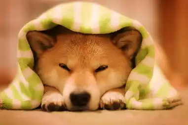 融化人心萌萌哒柴犬微笑写真

