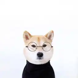 求一张戴眼镜狗狗的图片
