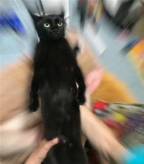 日本网友评选出的2019年年度最可爱的猫猫都在这里了
