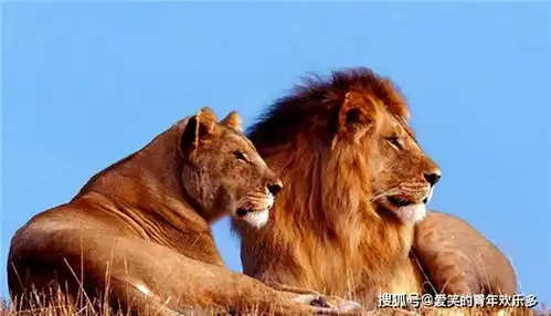 123年前,两头食人狮在非洲吃了135人,被击毙后模样令人害怕
