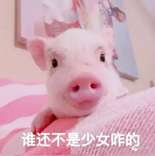 大年初三,小科用42个萌猪表情包向你拜年
