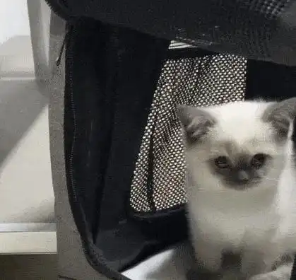 通过你养的猫,看出你的性格,网友太准了
