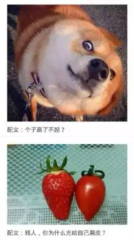 当搞笑图片配上文字

