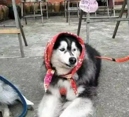 三只二哈跟奶奶入乡随俗,这画面看起来,忍不住笑出声了
