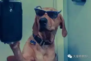 那些爱自拍的汪本狗拍的不是照片,是寂寞
