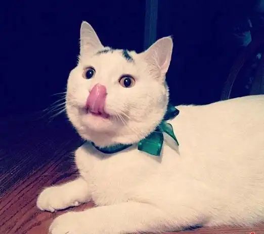 据说这只猫咪的眉毛,可以萌化一万个妹子