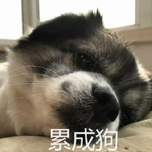 养狗人每天都会对狗狗说这几句话,你中招了吗
