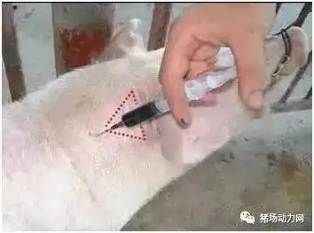 如何正确给猪打针老兽医这个方法不错有图有真相...
