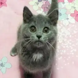 宠物集中营英短蓝白小母猫