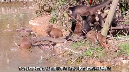 猴子的行为真是不礼貌,小水豚不是自己打不过,早就揍它了
