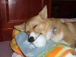 喜欢球的狗狗
