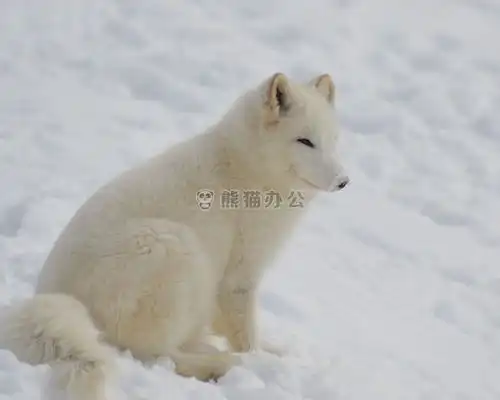 动物寒冷的可爱的jpg格式图片下载30012401像素
