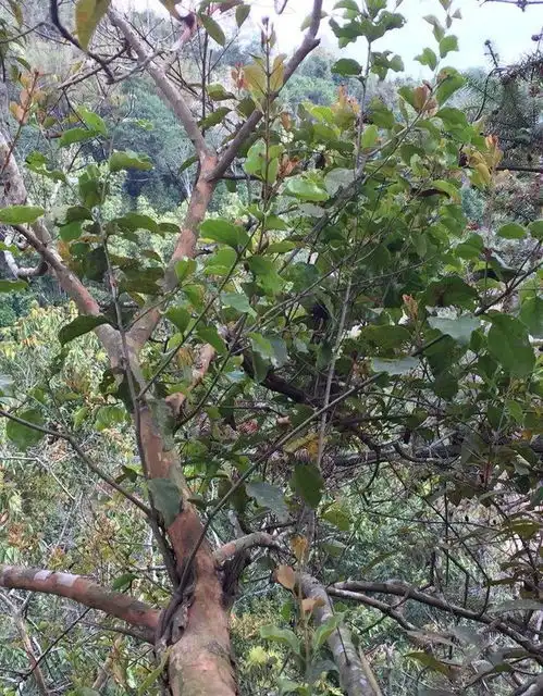 浑身是宝的芳香植物黄牛木
