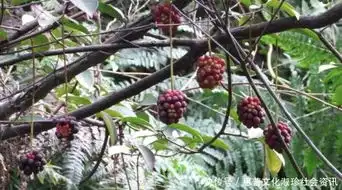 农村不起眼的杂草,是中医手中的名贵中药材,你见过吗
