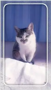 丑萌丑萌的猫猫,行走的表情包网友最后一个太搞笑了
