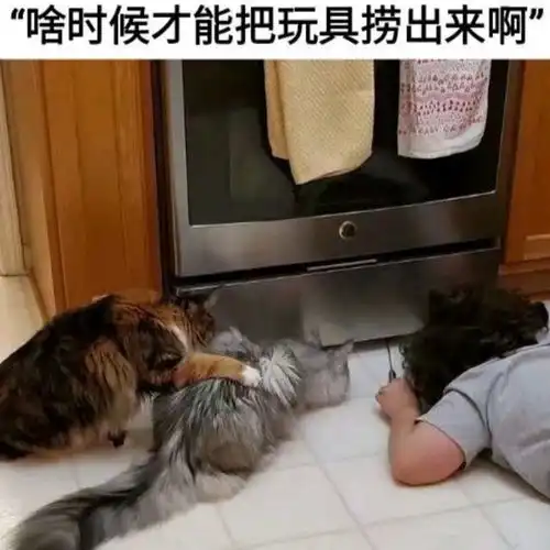 搞笑趣图狗狗被人类驯服前vs被驯服后

