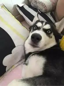 世界上有一种差别叫做,你家养了只柴犬,而我家养的是哈士奇
