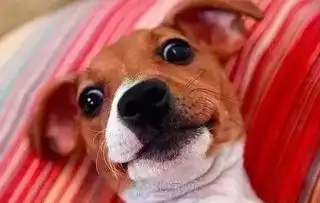 当狗狗拍照比人好看是一种什么样的体验
