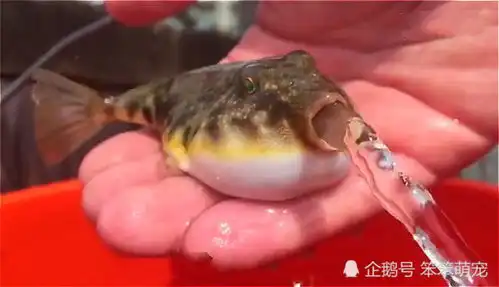 气鼓鼓的河豚正吐出肚子里的水,当它张开嘴的一瞬间,全网炸锅了