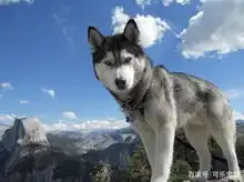 哈士奇犯二闯进了警察学院,不停的套近乎,却被保洁阿姨无情拖走
