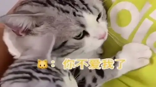 主人把豆干给小奶猫吃,气的猫咪躲起来生闷气,太搞笑了
