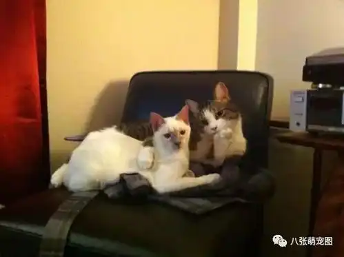 当铲屎官提前回家之后
