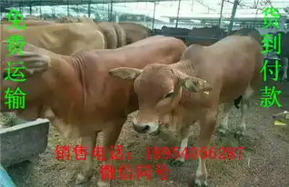 漯河江西鲁西黄牛价格
