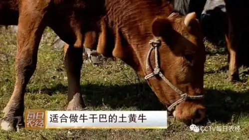 筠连黄牛居然这么出名连央视都被吸引来了
