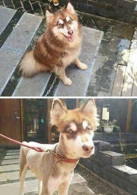 搞笑趣图狗狗被剃毛以后,不由得怀疑狗生了2
