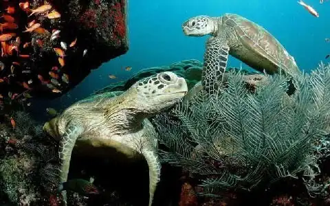 tilepuzzleoceanlife下载最新版攻略安卓版九游就要你好玩
