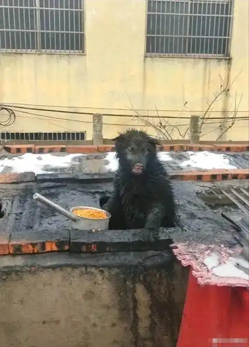 20张搞笑图片,笑得我都起不了床
