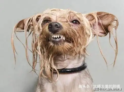 15只动物们被淋湿后的囧样,不忍直视,太过搞笑
