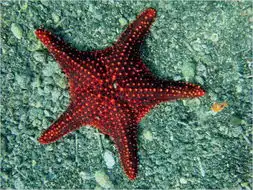 海星海生无脊椎动物搜狗百科
