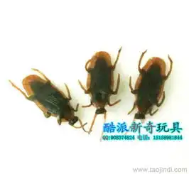 搞笑玩具整人玩具鬼怪玩具整人蟑螂价格厂家图片
