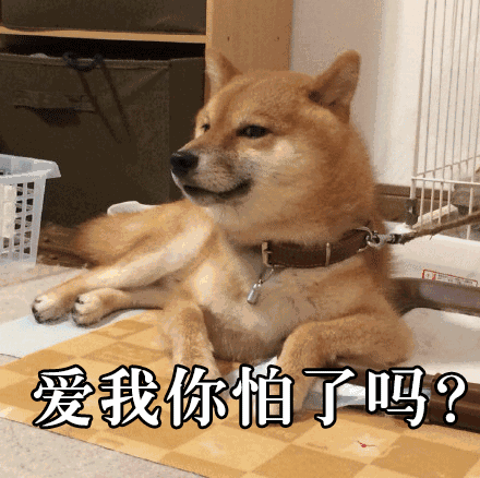 柴犬才是汪星界表情包鼻祖,就是二哈也得服
