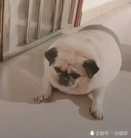 搞笑趣图清澈见底的水,就像江南水画一样
