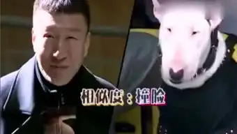 小狗看电影的个人频道
