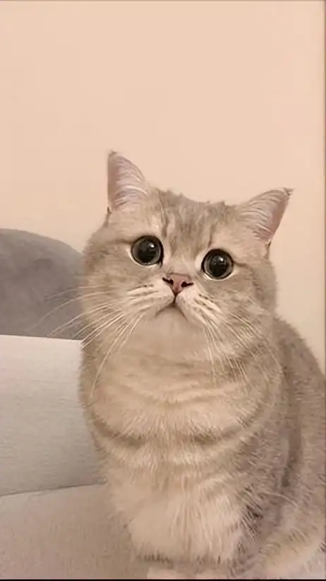 十万个为什么一些有趣却鲜为人知的猫咪冷知识
