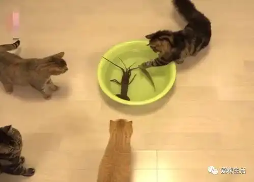 猫pk带刺龙虾,结果被夹哭
