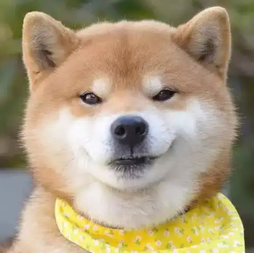 没看到这只柴犬之前,我以为哈士奇表情包是最多的
