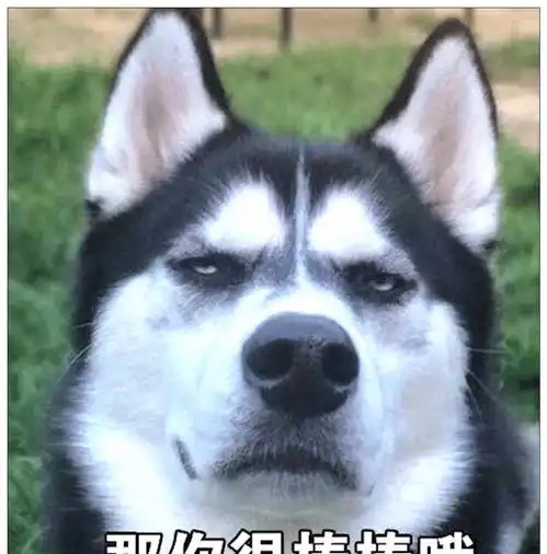 二哈的一个举动,差点令女友怀孕,网友狗肉汤了解一下
