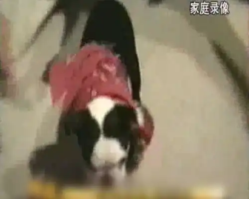 整蛊搞笑小剧场宠物会越来越像他的主人,看小狗狗的打扮就知道了
