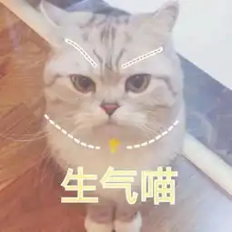 壁纸头像超可爱搞笑猫咪表情包
