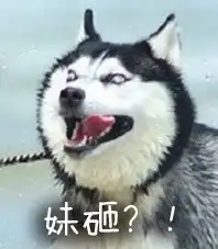 二哈表情包
