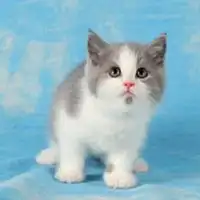 呆萌英短猫头像高清图片微信头像图片大全