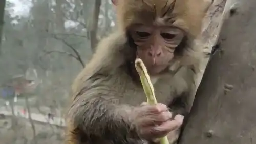 小布丁把自己搞的像个小泥猴吃东西给妈妈一样慢慢的,总是那么萌

