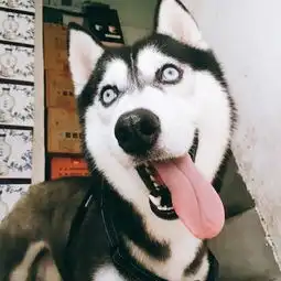 对付二哈拆家,暴打一顿不如做好安抚疏导
